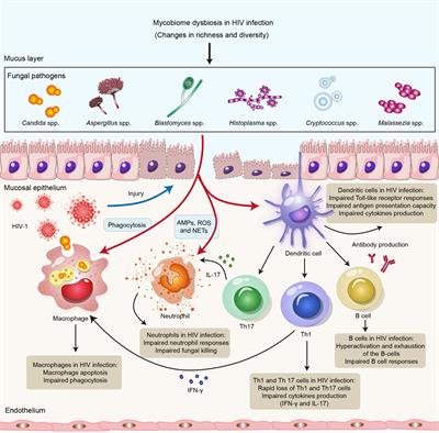 Neglected mycobiome in HIV infection: Alterations, common fungal diseases and antifungal immunity